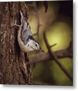 Nuthatch Morning Metal Print