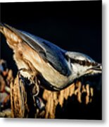 Nuthatch With A Nut In The Beak Metal Print