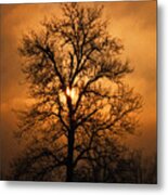 Oak Tree At Sunrise Metal Print