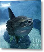 Ocean Sunfish Mola Mola Metal Print