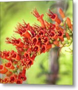 Ocotillo Blossoms Metal Print