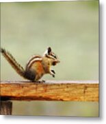 Off To The Nut House Metal Print