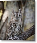 Okeeheelee Nature Center - Shadow The Screech Owl In His Sights Metal Print