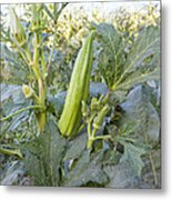 Okra Maturing In Field Metal Print