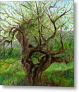 Old Apple Tree Metal Print