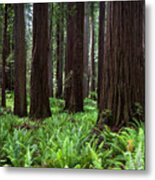 Old Growth Redwood Forest Metal Print