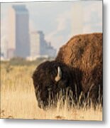 Old West Bison In Front Of New West City Metal Print