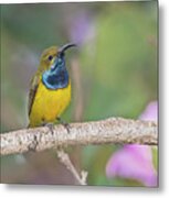 Olive-backed Sunbird Metal Print