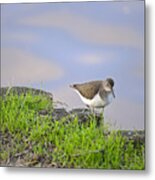 On The Banks Of The Yarkon Metal Print