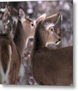 On The Look Out Metal Print