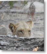 On The Lookout Metal Print