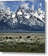 On To Greener Pastures Metal Print