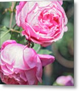 One Bold, One Bashful Metal Print