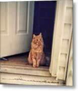 One Of The Cats In An Abandoned House Metal Print