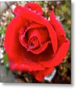 One Red Rose Metal Print