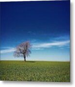 One Tree On The Horizon Metal Print