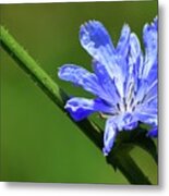 Opening Blue Chicory Two Metal Print