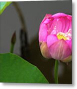 Opening Lotus Lily Metal Print