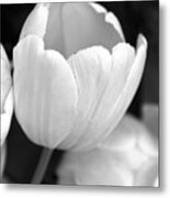 Opening Tulip Flower Black And White Metal Print