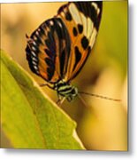 Orange And Black Butterfly On The Green Leaf Metal Print