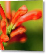 Orange And Green Metal Print