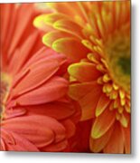 Orange And Yellow Daisies Metal Print