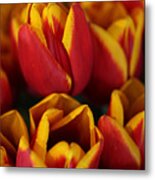 Orange And Yellow Tulips Metal Print