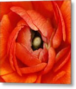 Orange Buttercup Abstract Metal Print