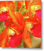 Orange Cattleya Orchid Metal Print