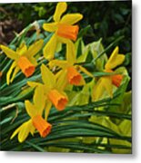 Orange Cup Narcissus Metal Print