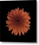 Orange Daisy Front Metal Print