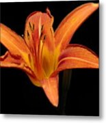 Orange Day-lily Metal Print