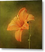 Orange Daylily Metal Print