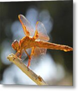 Orange Dragonfly Metal Print