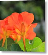 Orange Flowers On A Plant Metal Print