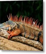 Orange Iguana Close Up Metal Print