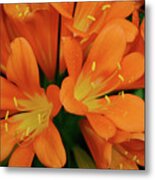 Orange Lilies No. 1-1 Metal Print