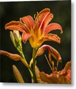 Orange Lily Beauty Metal Print