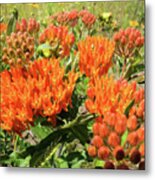 Orange Milkweed Metal Print