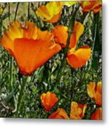 Orange Poppies Metal Print