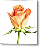 Orange Rosy Metal Print