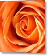 Orange Rose Metal Print
