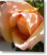 Orange Rosebud Metal Print