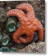 Orange Starfish And Anemonies Metal Print