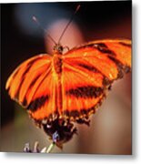 Orange Tiger Butterfly Metal Print