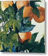 Oranges On A Branch Metal Print