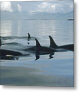 Orca Pod Johnstone Strait Canada Metal Print