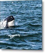 Orca Whale Metal Print