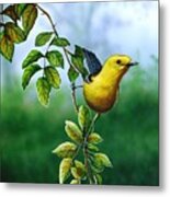 Orchard Oriole Metal Print