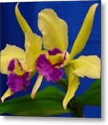 Orchid 7 Metal Print